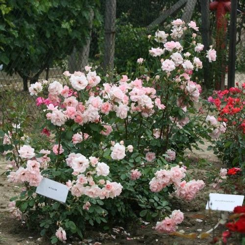Roz - Trandafir copac cu trunchi înalt - cu flori în buchet - coroană tufiș